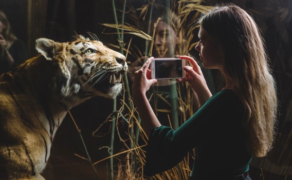 Woman taking a photograph of stuffed tiger behind glass
