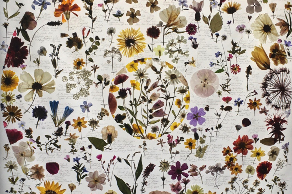 A detail view of Amy Shelton's work 'Biophilia'; lots of colourful pressed flowers