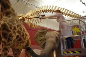 Conservator cleaning Gerald the giraffe