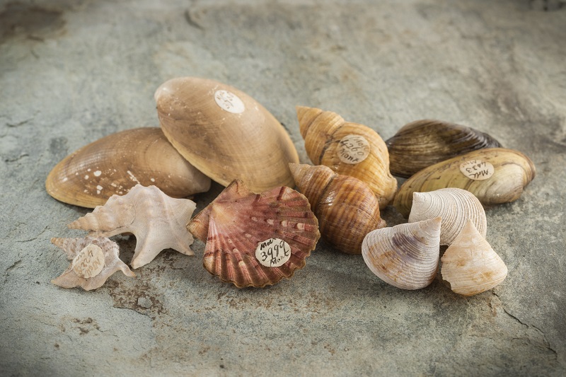 A selection of shells from Colonel George Montagu’s collection