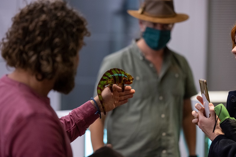 A man holds a chameleon at RAMM Lates