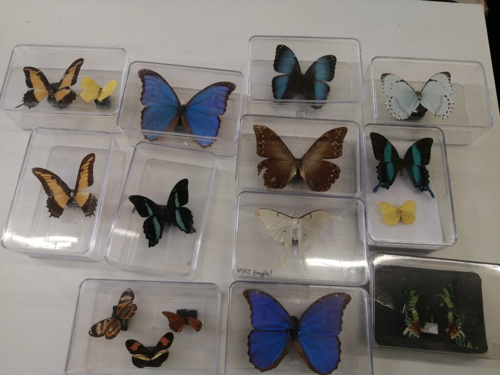 Butterflies in plastic cases