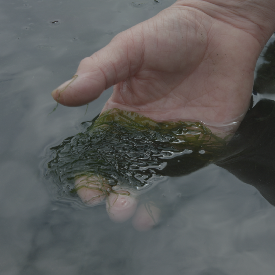 Bryony Gillard, Unctuous Between Fingers, 2019, hand in pool of water holding seaweed.