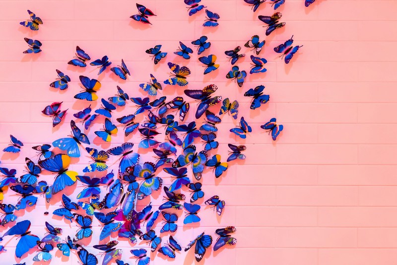 Blue butterflies on a pink background