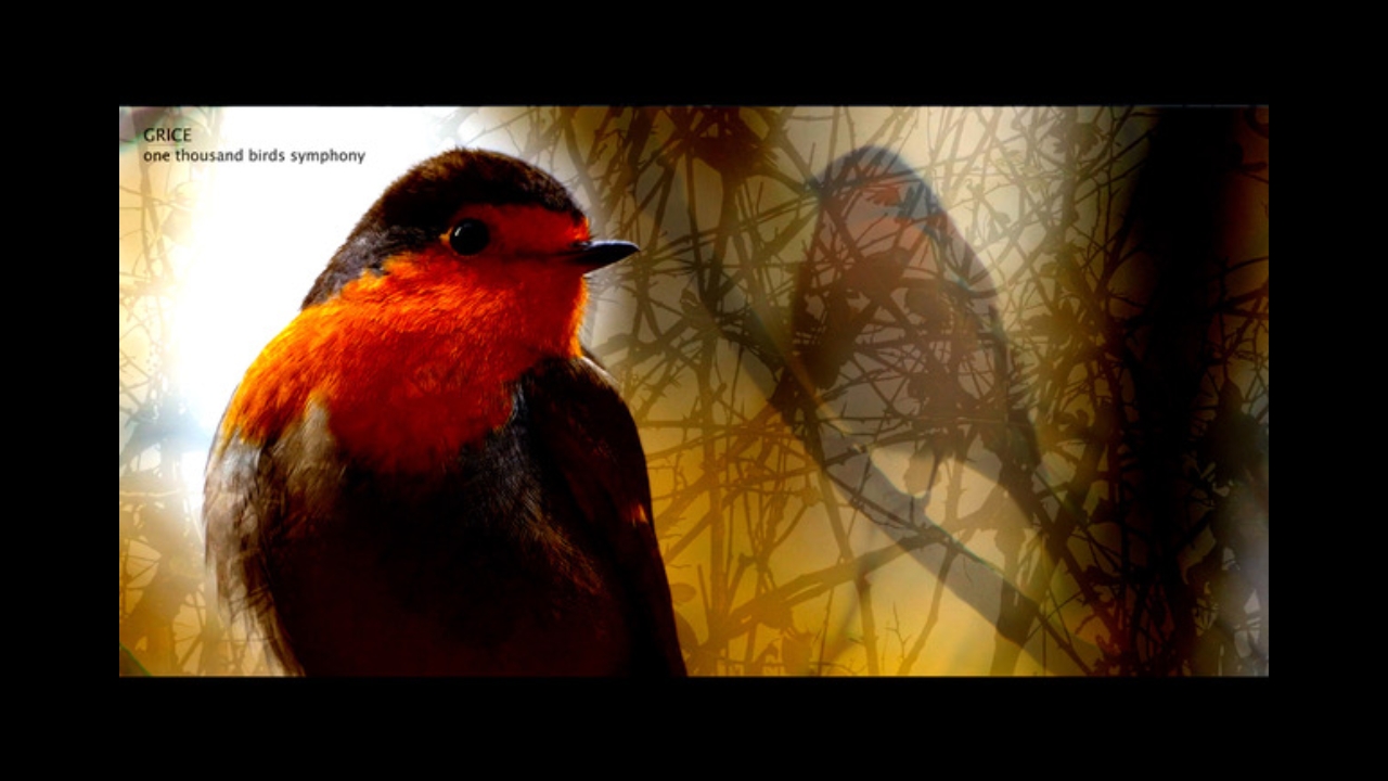 Close up image of a robin with a red breast, superimposed on a sunset scene with shadowed tree branches and other birds in the background.